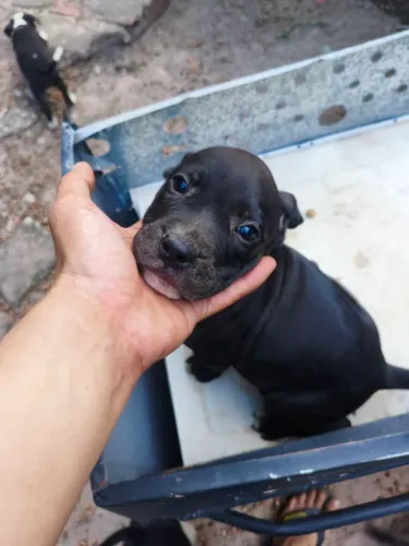 Filhotes de Pit Bull