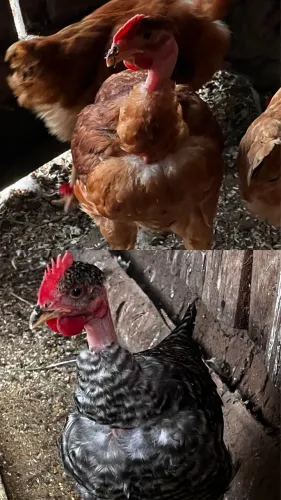 Galos polacos