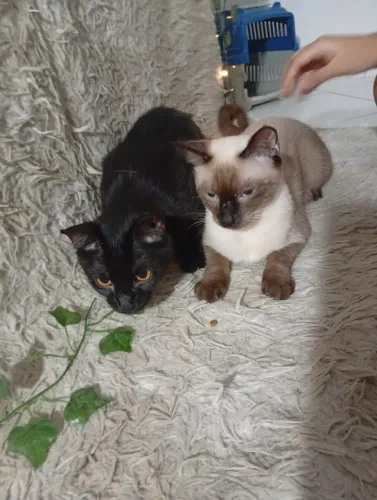 Duas GATAS FÊMEAS CARINHOSAS