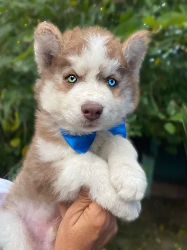 Husky siberiano machos marrom ! 