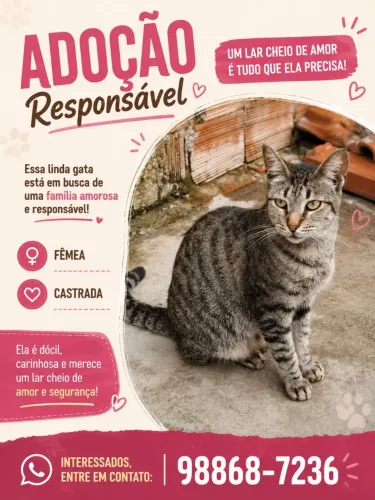 Doação de gatos variados