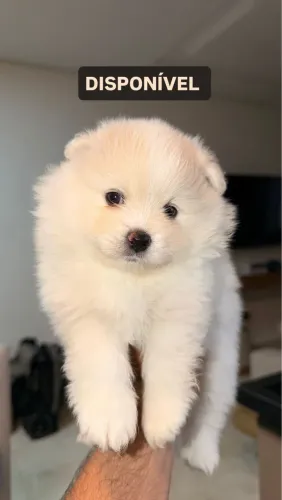 LULU DA POMERANEA