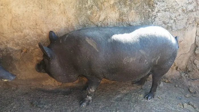 Porco caipira criado com milho 