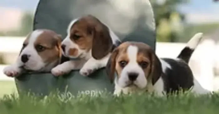 Beagle Mini Filhotes Tricolores e Bicolores Saltitantes.