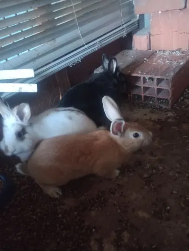 Lindos coelhos de estimação