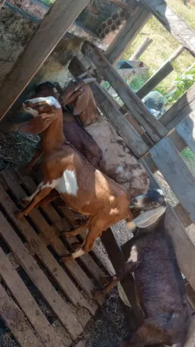 Vendo cabras anglonubianas puras