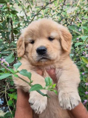 Filhotes Golden Retriever!