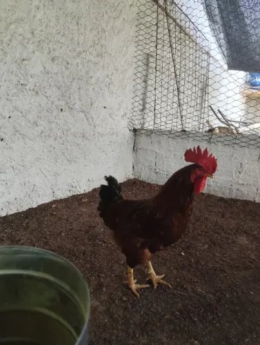VENDE-SE GALOS RHODE ISLAND RED-PUROS 