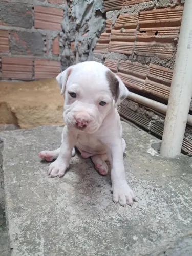 Vende-se casal de Pitbull