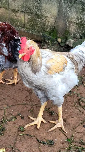 Galinha/ Gsb / Frango/ caipira 