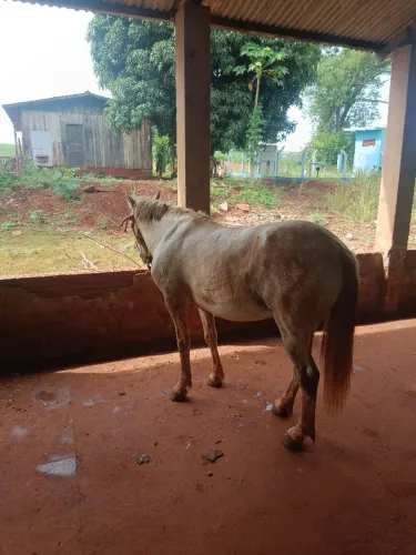 Cavalo
