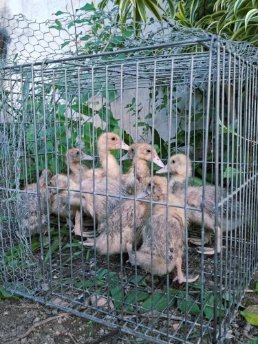 Patinhos com 1 mês de vida. Aceito cartão.