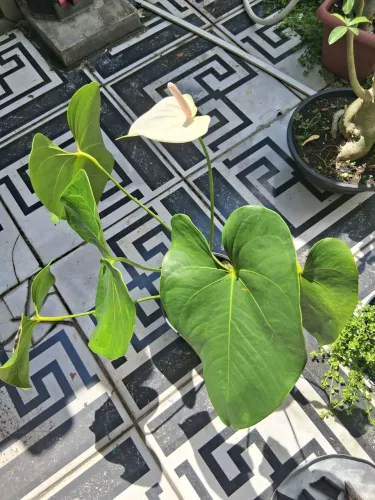 PLANTAS