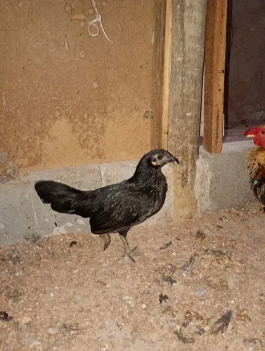 Galinha garnizé