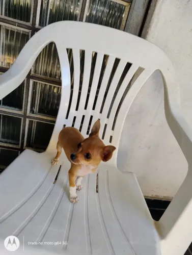 Pinscher 0 ( zero) fêmea 