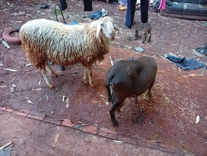 Vende-se casal de carneiro com filhote