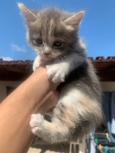 Gato Filhote Para Adoção