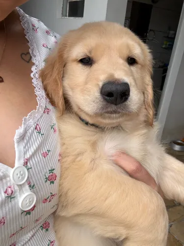 Filhote de cachorro Golden Retriever