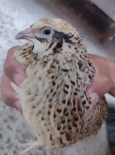 Ovos férteis de codorna gigante