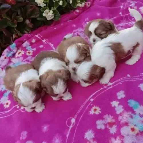 shih tzu pequeno porte excelente linhagem