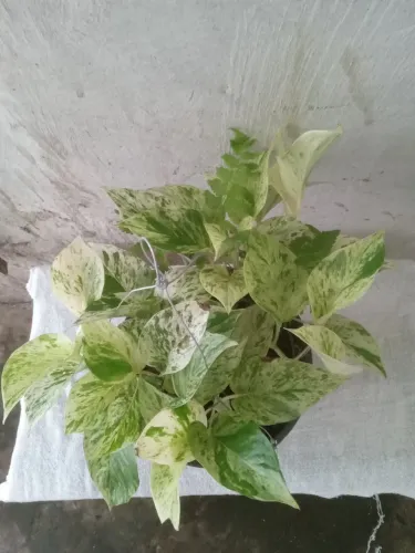 Plantas