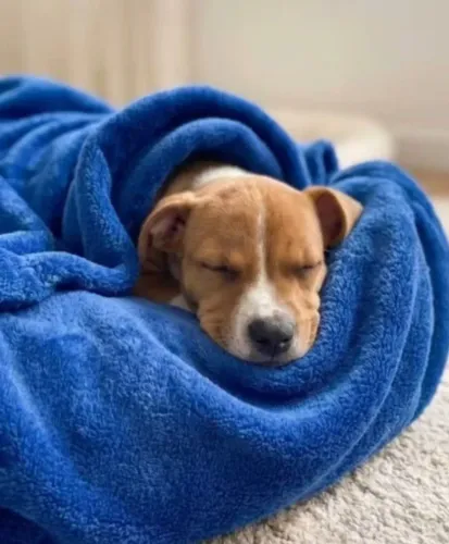 Vendo Cachorro raça Dachshund (Salsicha)
