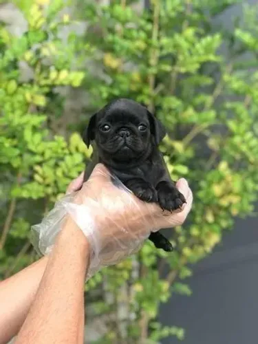 LINDA PUG NA COR BLACK COM 52 DIAS COM PEDIGREE VACINA E GARANTIAS EM CONTRATO