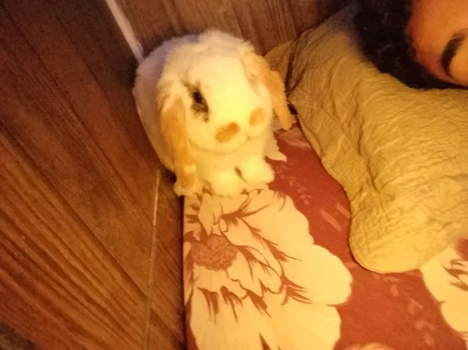 Coelho minie lop para adoção