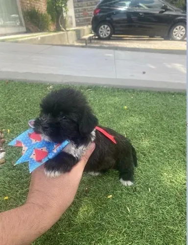 Cachorro oferta relâmpago dia das mães poodles com maltês 