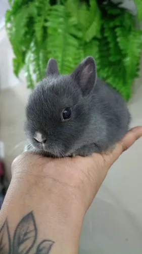 Mini coelho anão Netherlands dwarf padrão