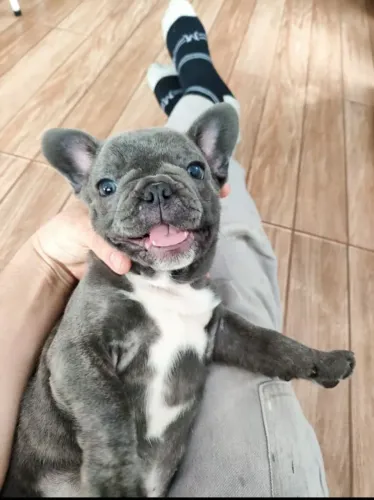 Bulldog