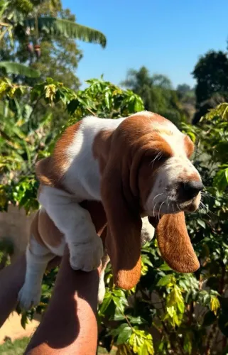 Cachorro