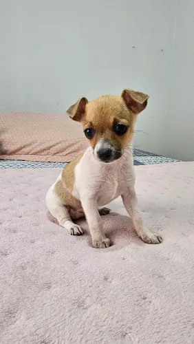 Pinscher fêmea