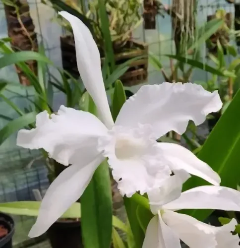 Orquídeas : Laélia Lobata Alba / 10 Bulbos Adulta