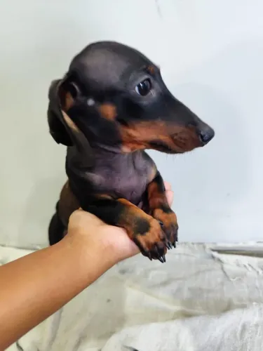 Dachshund (salsicha) legítimo