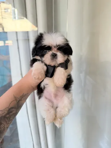 Shitzu mini