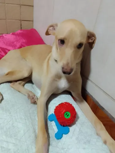 Cão macho 1 ano bebezão