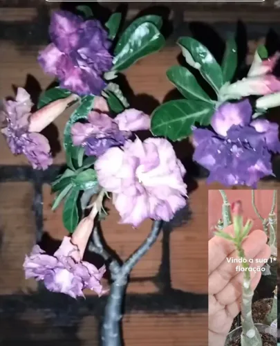 Rosa do deserto roxa com botões florais
