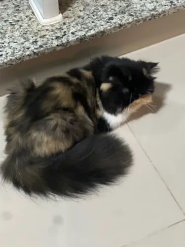 Procuro gato persa macho para cruzar