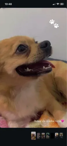 Cachorro pequeno porte
