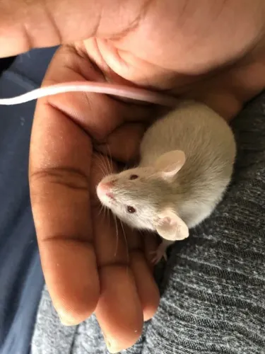 Vendo camundongo - topolino, roedor, camundongo, hamster, rato, gerbil
