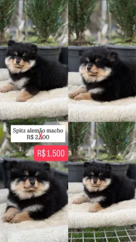 Sptiz valor promocional direto na foto apartir de $1500,00