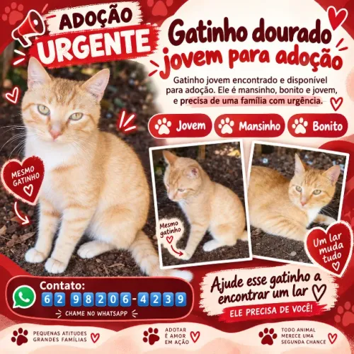 Lindo gatinho dourado para adoção