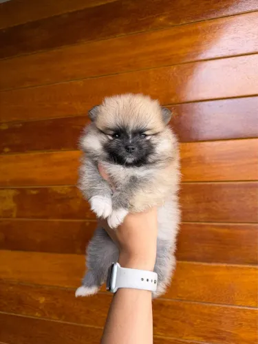 Filhote macho Spitz