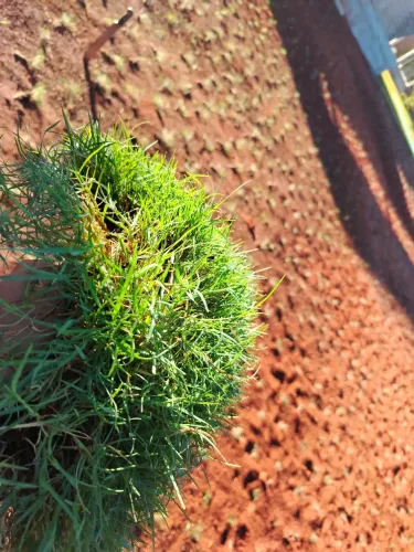 Paisagismo e plantio de grama e vendas de todos os tipos de grama