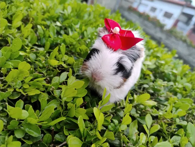 Porquinho da índia disponível 
