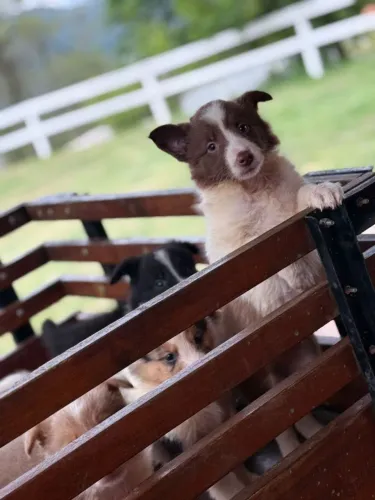 Border Collie | Muito amor em quatro patinhas esperando por você!