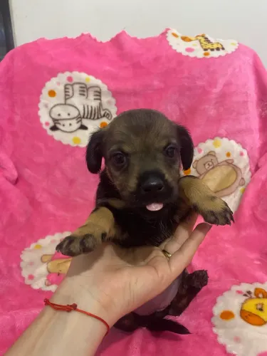 Doação cachorrinho