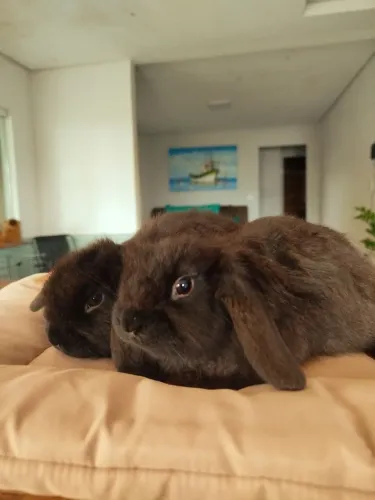Coelho Mini Lop