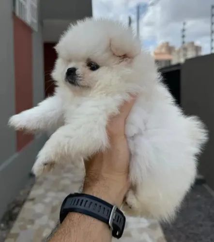 Spitz Alemão Anão 